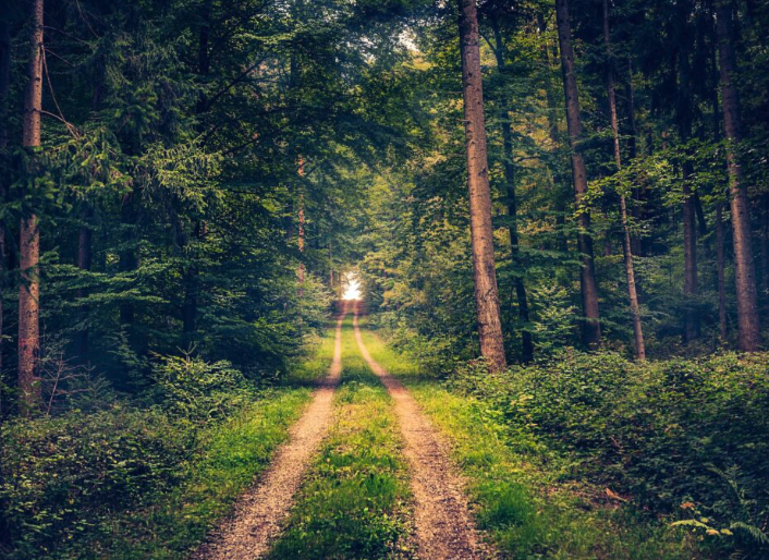 Wie Natur dein Stresslevel senkt: Die Kraft von 'Green Therapy